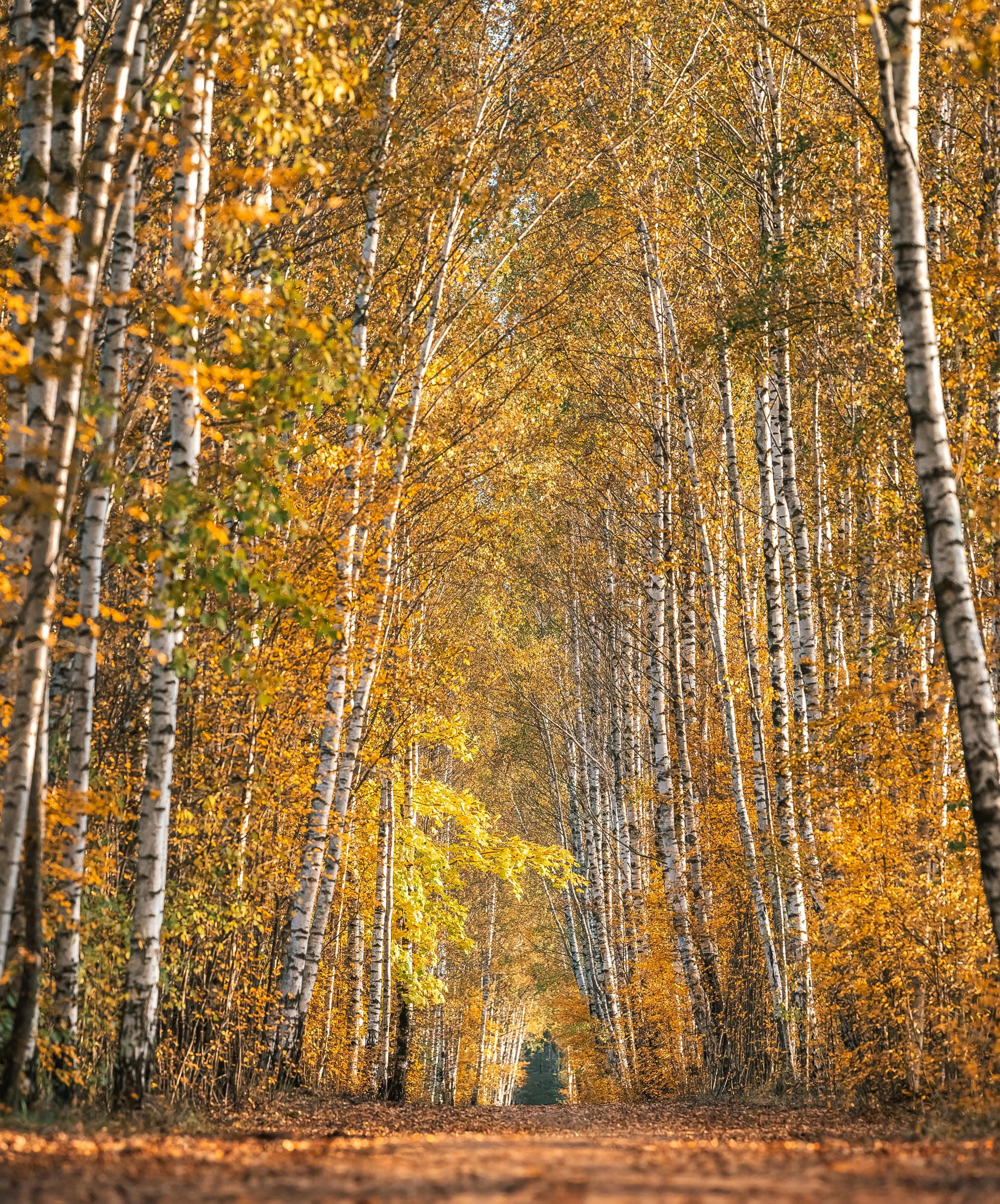 Ainavas Latvijas Dabas foto -Ainavas, Dzīvnieki un drona fotogrāfijas.