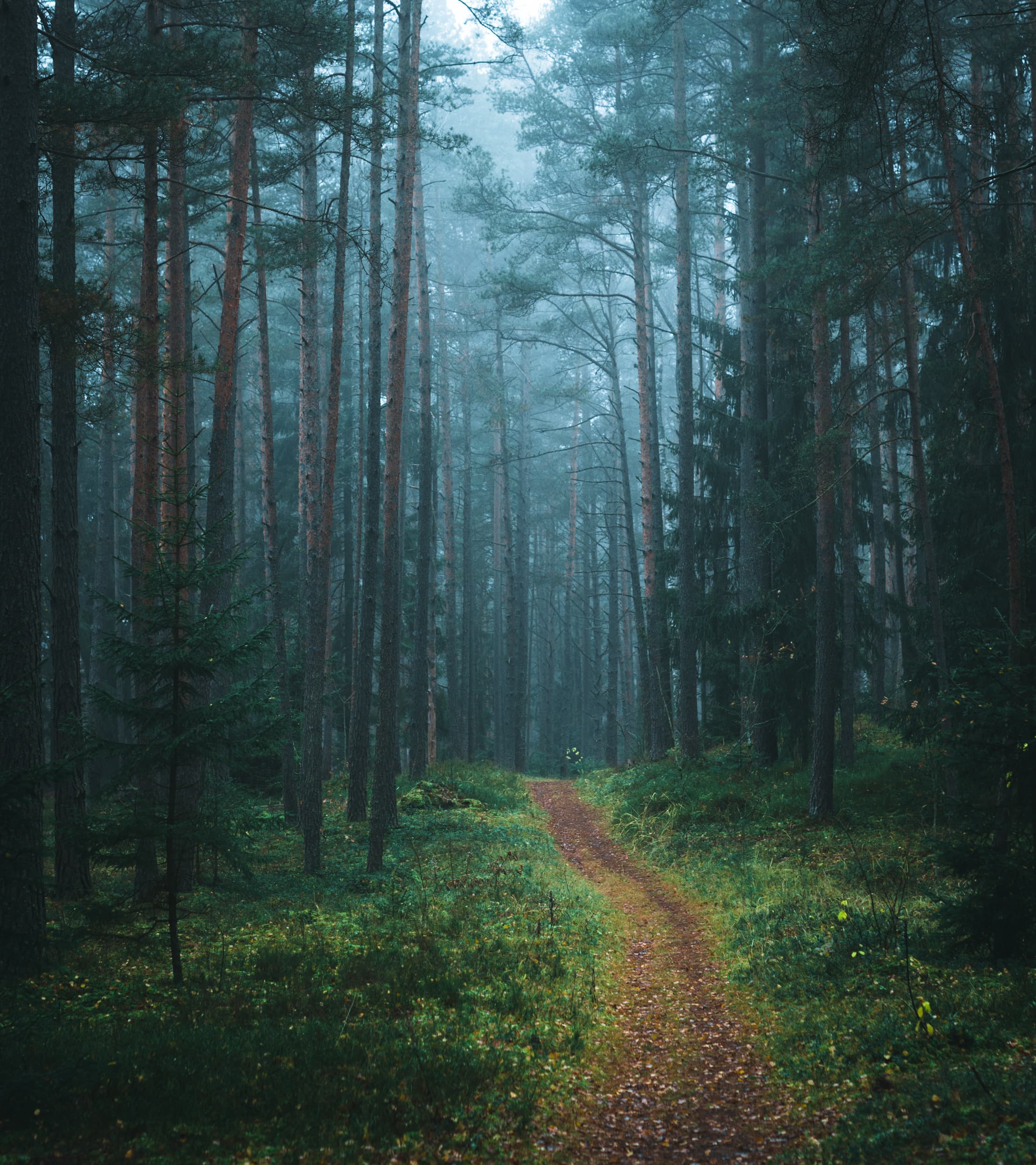 Ainavas Latvijas Dabas foto -Ainavas, Dzīvnieki un drona fotogrāfijas.